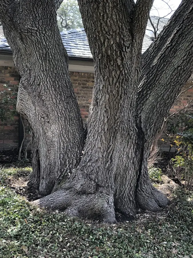 Mature heritage tree close to a Lawtey property cared for by certified arborists
